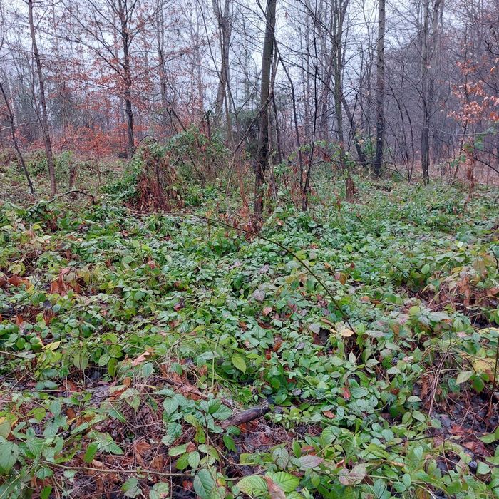 dla p.Tomasza pakiet pędów jeżyn leśnych dla straszyków