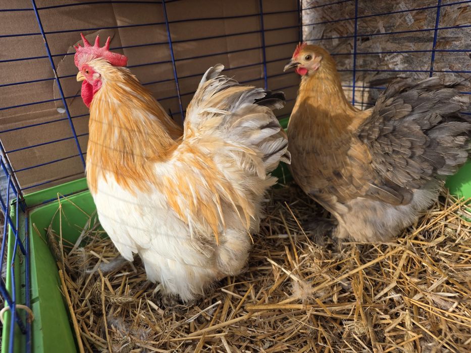 Karzełek kochin i karzełek łapciaty