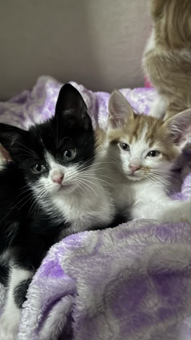 Котинята безкоштовно