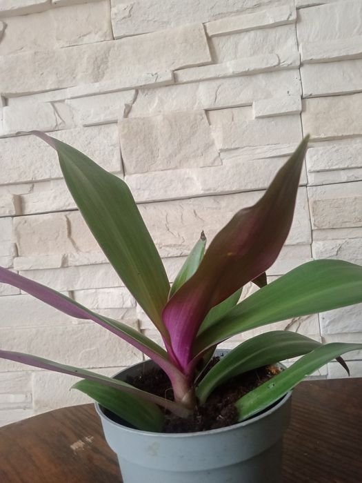 Sadzonka Reo Meksykańskie