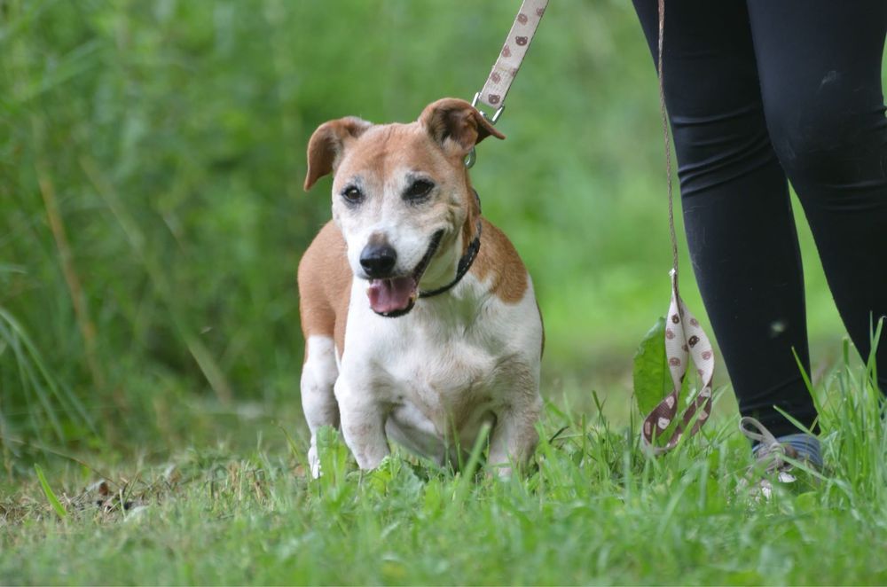 Maylo-do adopcji