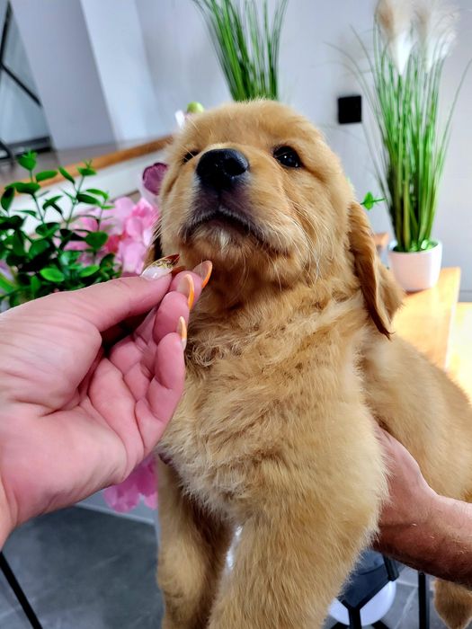 Chłopczyk golden retriever ciemno złote