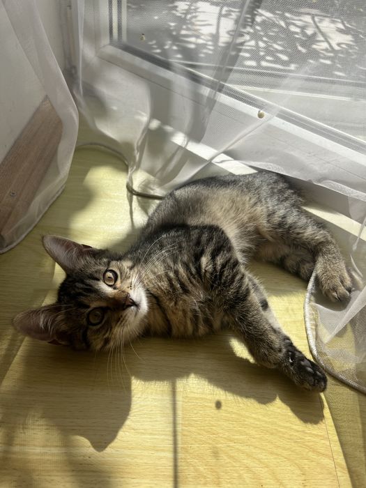 Віддам кошеняток в добрі руки