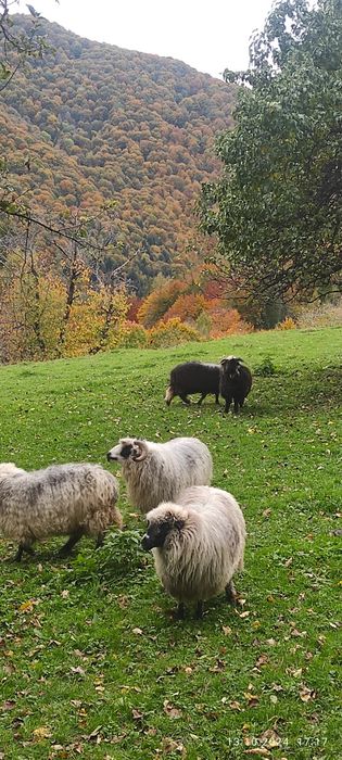 Продам Карпатські Вівці і Барани