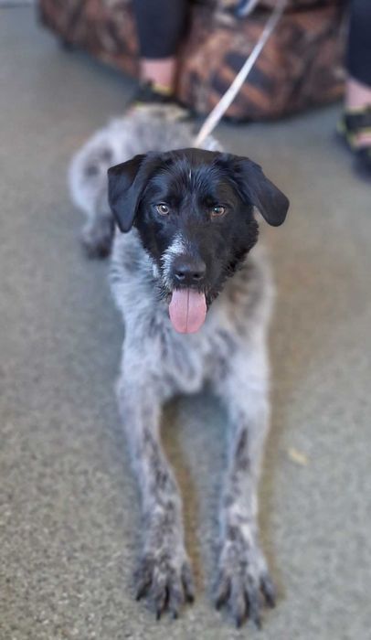 KACPER super socjalny 1,5 roczny pies znaleziony w Bułgarii