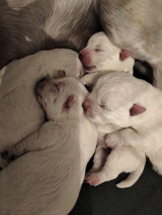 West highland white terrier
