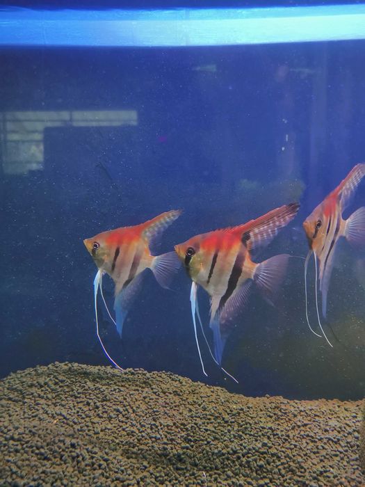 Skalar Manacapuru Oryginał - 4-5 cm - Nasza Hodowla Sklep Altum