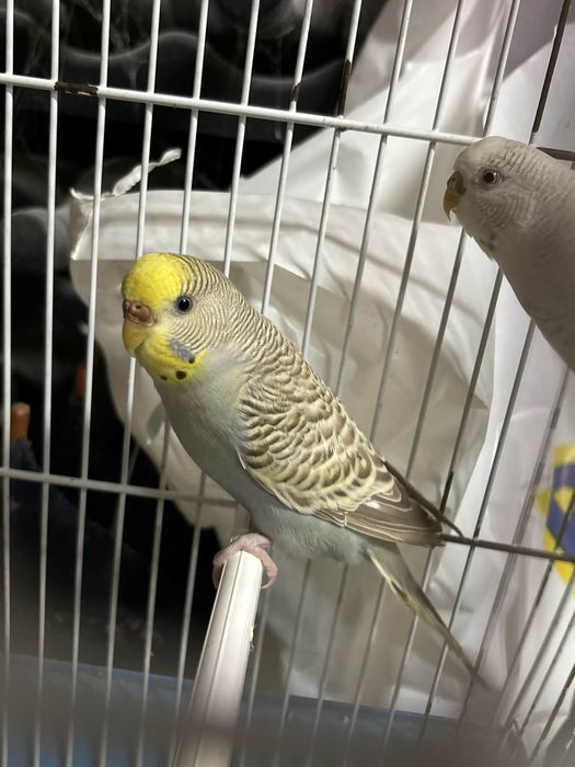 periquito fallow e portadoras