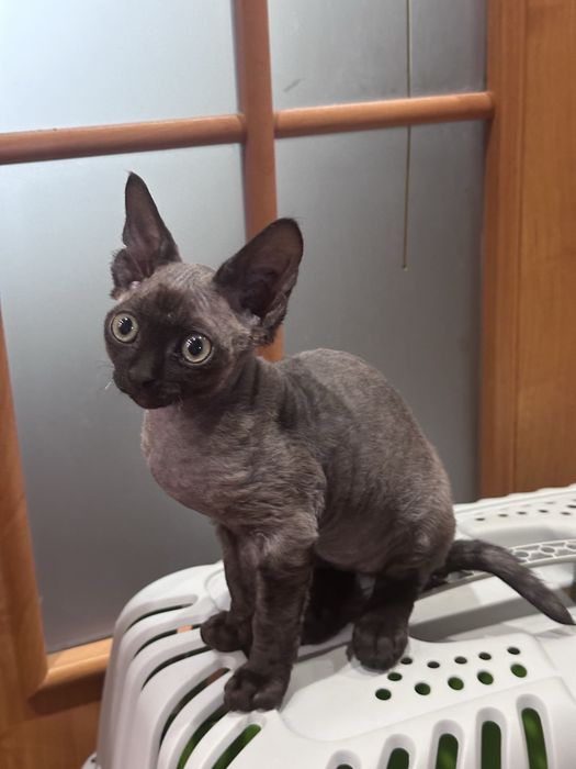 Котенок Девон Рекс