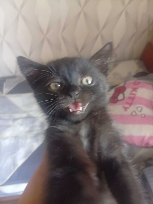 Відам котика 3 міцясь буся