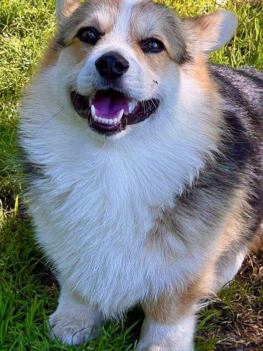 Вязка собак корги