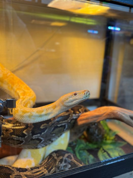 Тераріум з улюбленцем