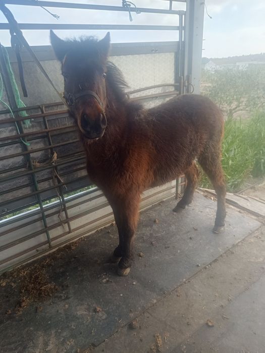 Para venda pônei femia