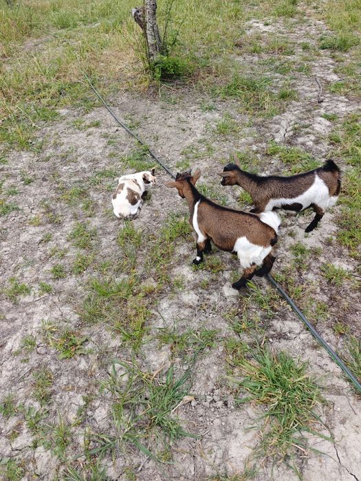 Casal de cabras anãs + oferta de 2 galinhas e um galo
