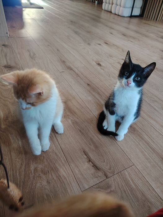 Kotki gotowe do adopcji