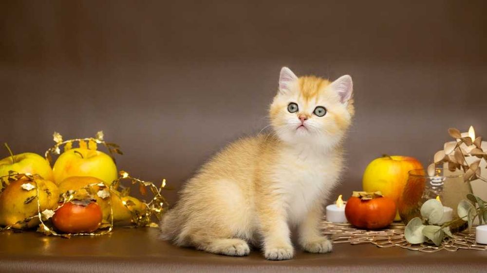 Дівчинка британська, в красивій, золотій плюшевій шубці