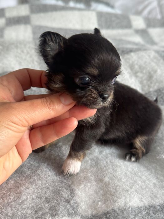 Malutka suczka chihuahua tricolor FCI