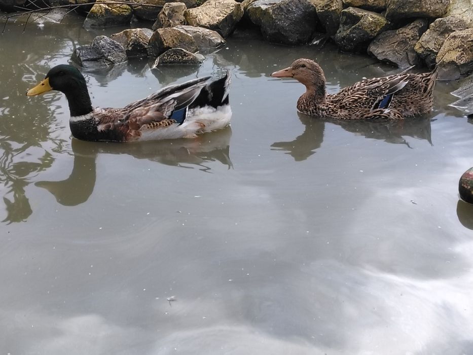 Patos Rouen Puros