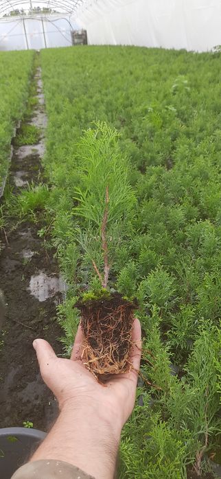 Tuja szmaragd sadzonki +-30cm