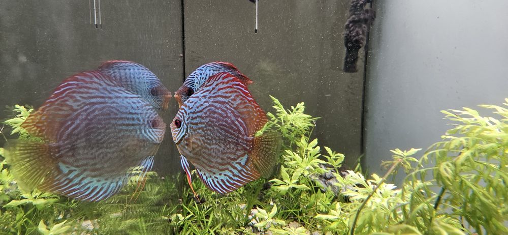 Vendo discus machos adultos