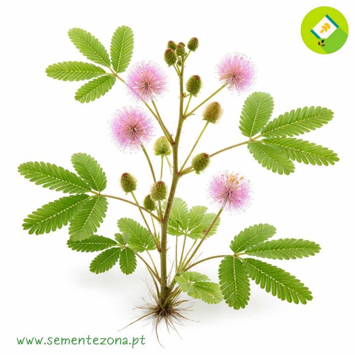 10 Sementes de Dormideira (planta sensitiva) - Planta mágica