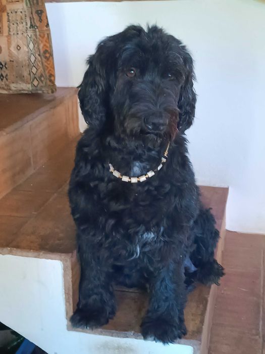 cachorro cão de agua