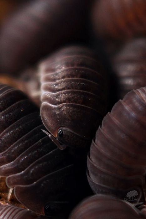 Cubaris murina, "little sea isopod", równonogi, kulanki, isopoda