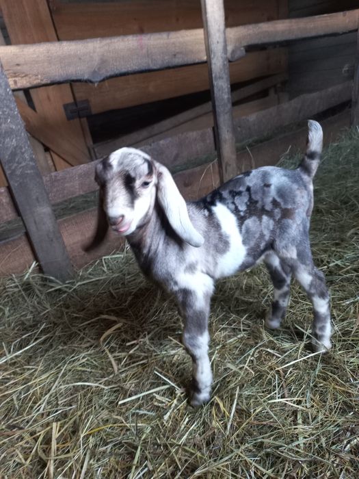 Цапики   100%   А Н