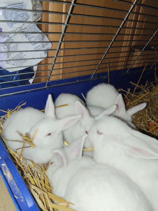 Białe króliki niebieskookie