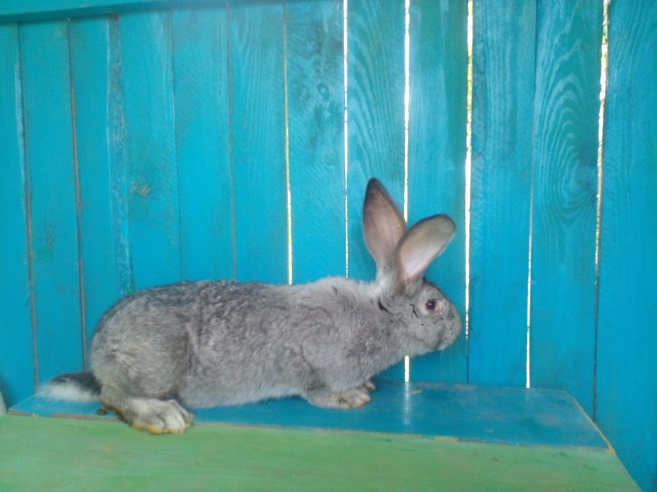 Кролі  різних видів