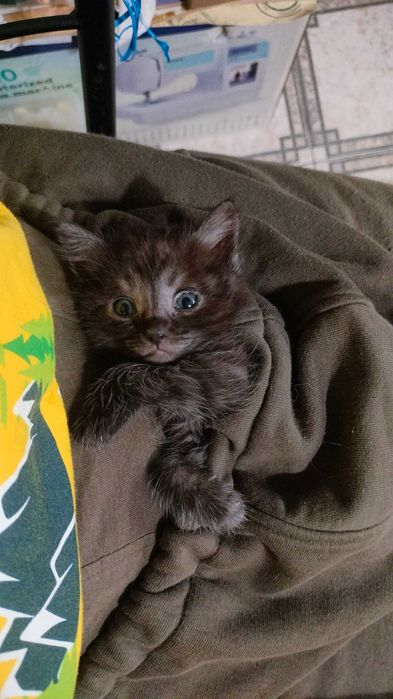 Кошеня, 1 місяць в добрі руки