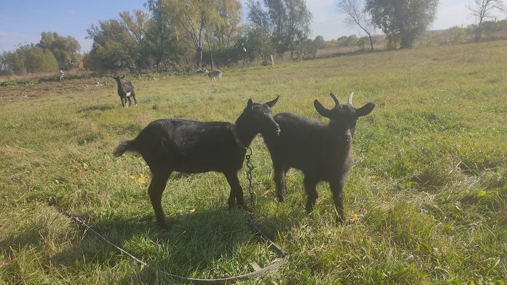 Продам две двойные козы, коза
