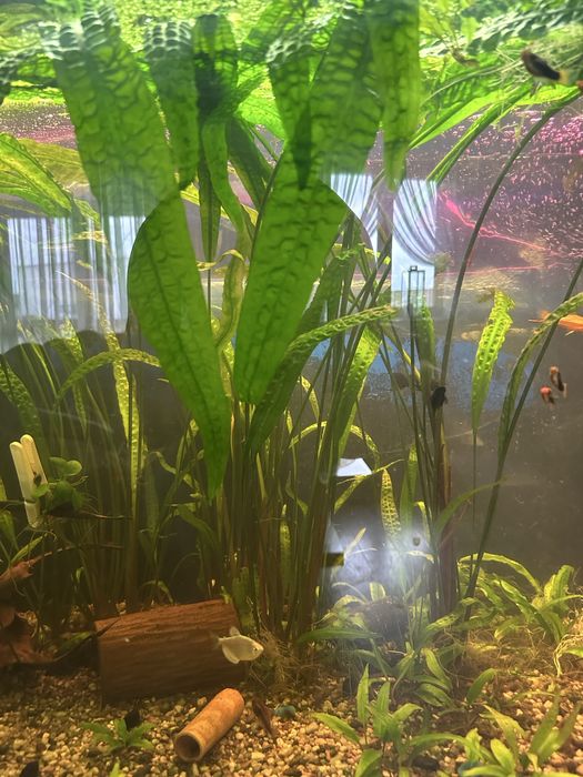 Roslinki  anubis kryptokoryna