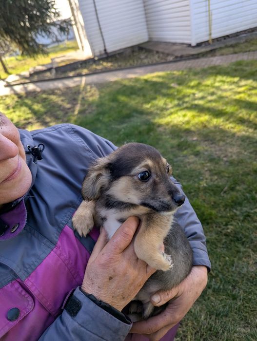 Щенятко Рей шукає родину