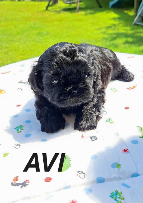 Shih-tzu piesek ZKwP FCI
