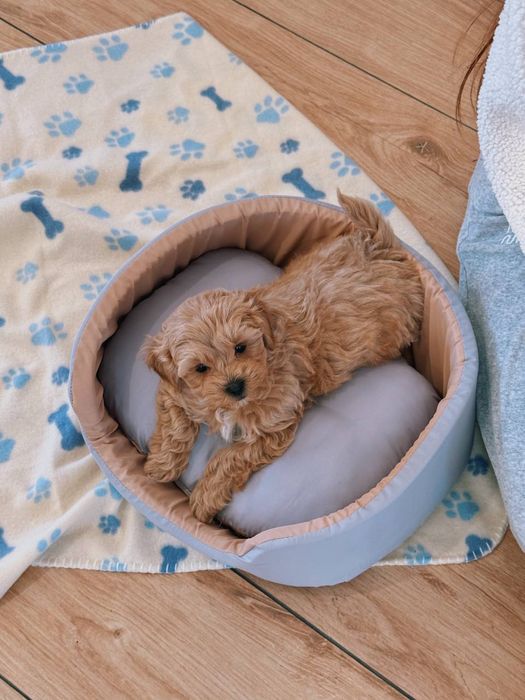 Boy&Girl Maltipoo Мальтипу VIP