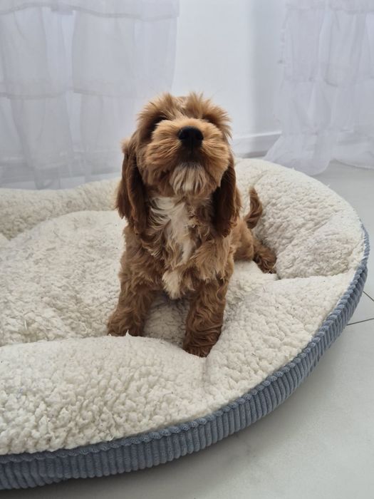 Cockapoo f1 Cockerspaniel & Pudel
