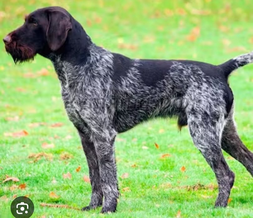 Візьму в гарні руки Дратхаара