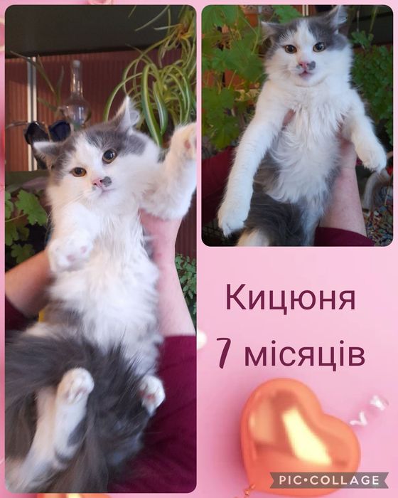 Лагідна ручна кицюня. Кошеня дівчинка 7 місяців