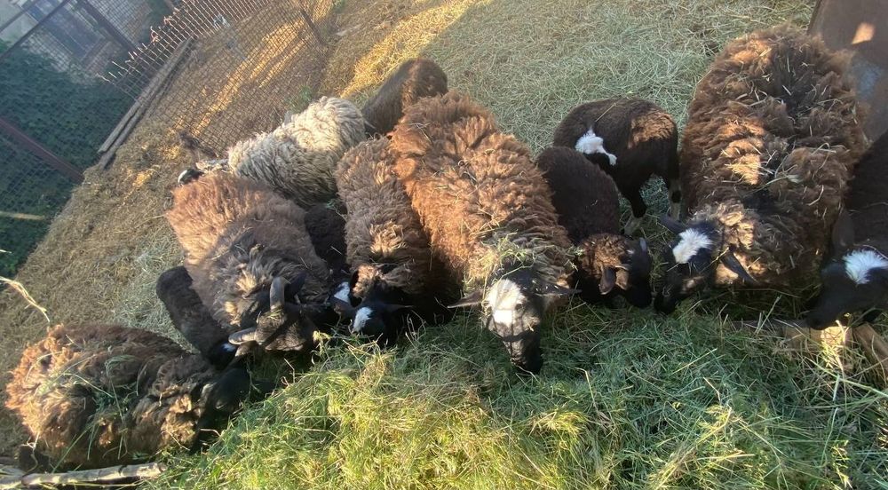 Продам вівці барани та  ягнята романівські