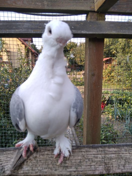 Mewki orientalne samica 2023 r samiec 2025r