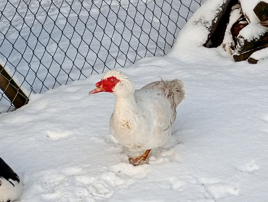 Kaczory i kaczki francuskie