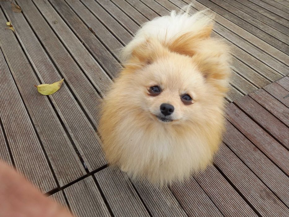 SPITZ POMERÂNIA     cachorro macho para acasalar