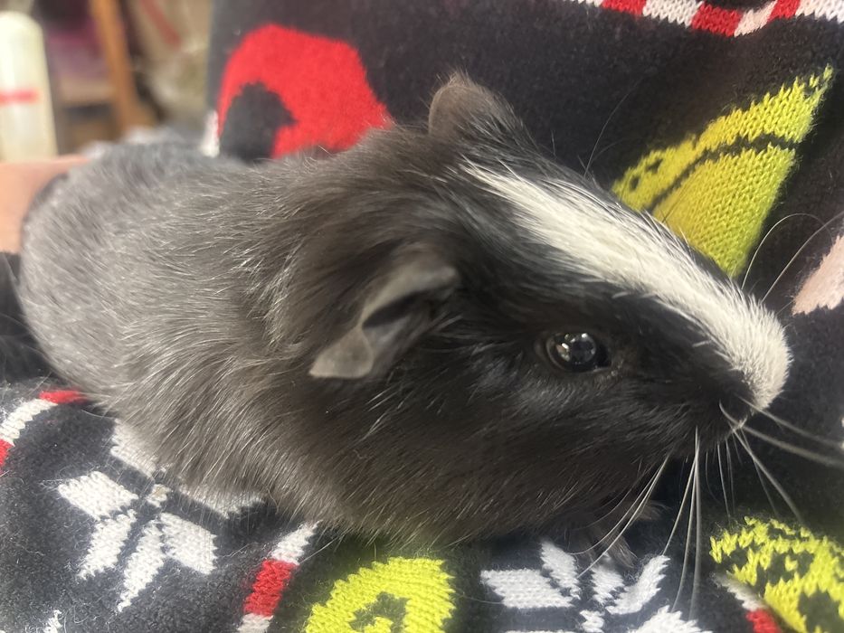 Świnki morskie samce 6 tygodni, kawie domowe