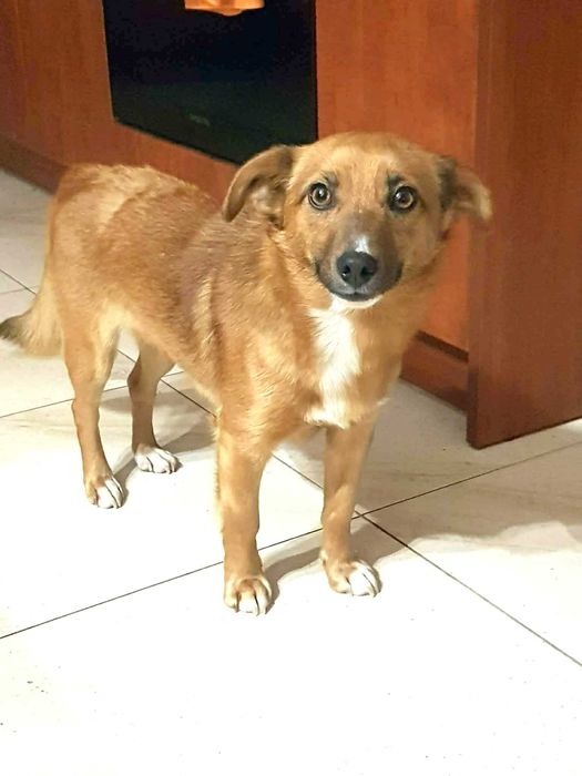 Cudna, kochana, malutka, przytulasna, bezdomna sunia szuka domku