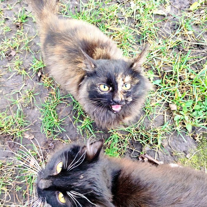 Два пухнастика  шукають свій дім і своє серце