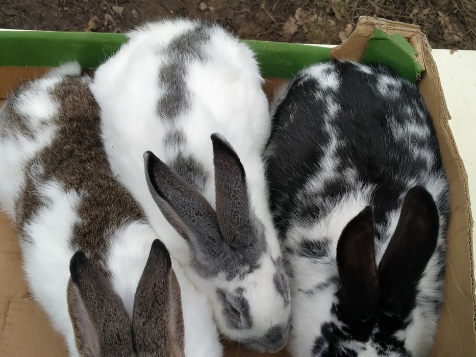 Witam sprzedam samce mające około roku