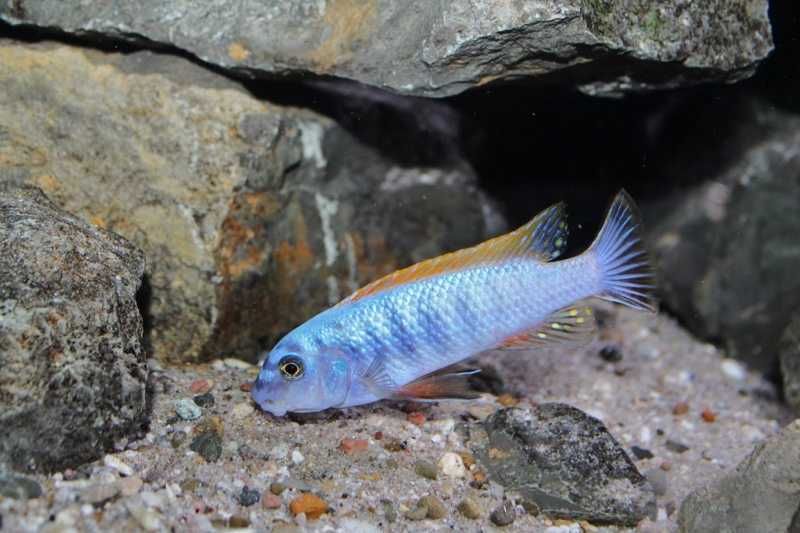 Labeotropheus Trewavasae Thumbi West