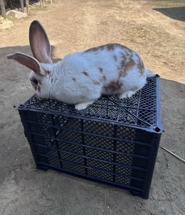 Dopuszcze samca do samic