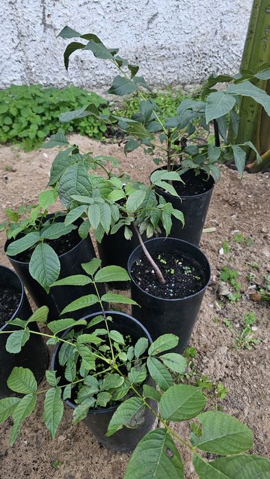 Vendo algumas árvores de fruto